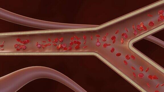 毛细血管中的y形连接处显示健康红细胞的流动