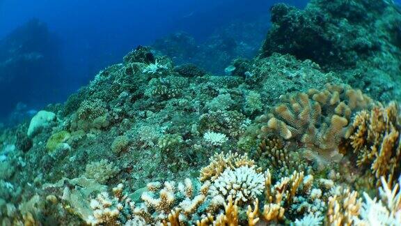 台湾海底美丽的硬珊瑚群