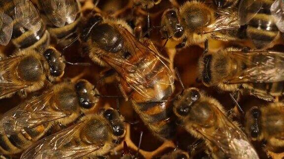 欧洲蜜蜂意大利蜜蜂中间的蜂王诺曼底的蜂巢实时4K