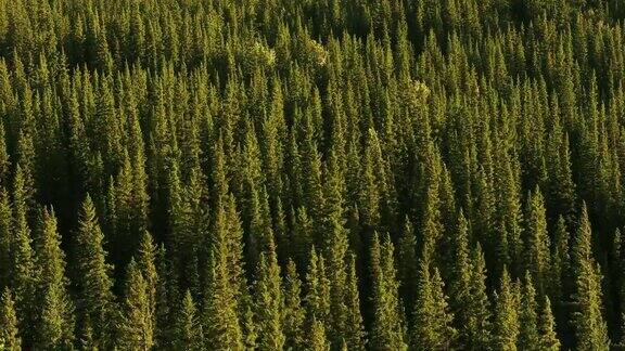 班夫国家公园的伦德尔山的森林视图