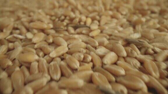 基础产品:小麦