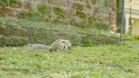 一只花栗鼠在公园的绿草上发现并吃东西