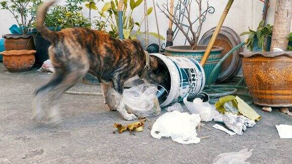 无家可归又瘦又饿的狗在街上的垃圾桶里挖亚洲泰国芭堤雅