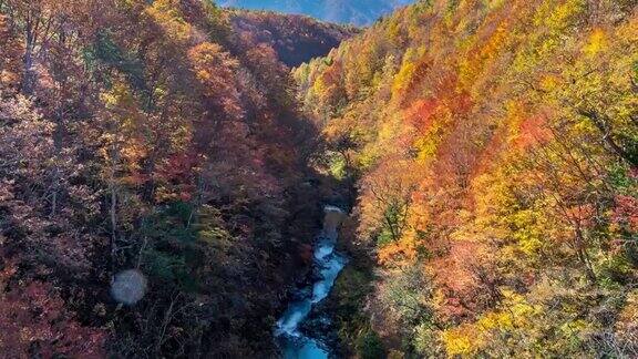 延时:中津川桥与秋红叶森林相珠松日本福岛