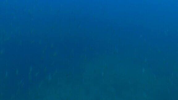 水下暗礁中的鱼群