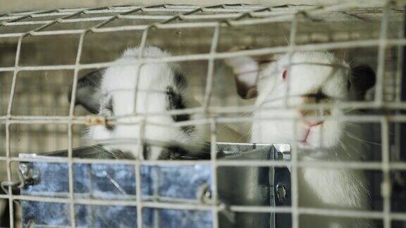 两只小白兔在带饲料的不锈钢笼子里
