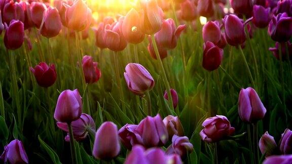 城市花坛上的紫色花朵郁金香在微风中摇曳落日的余晖照亮了鲜花特写镜头