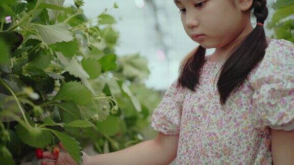 孩子们摘草莓