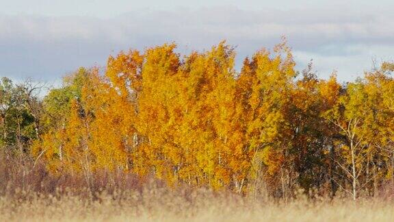 秋天的黄树风景