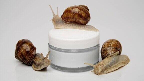 三只蜗牛在一罐化妆霜上爬到罐子上靠近