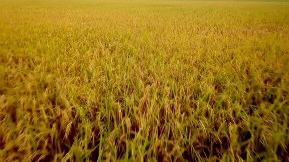 黎明时分的稻田