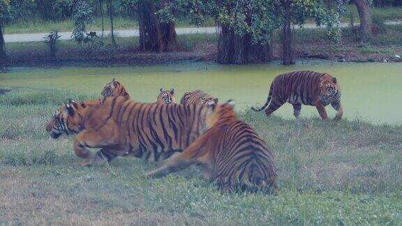 孟加拉虎在泳池边玩耍