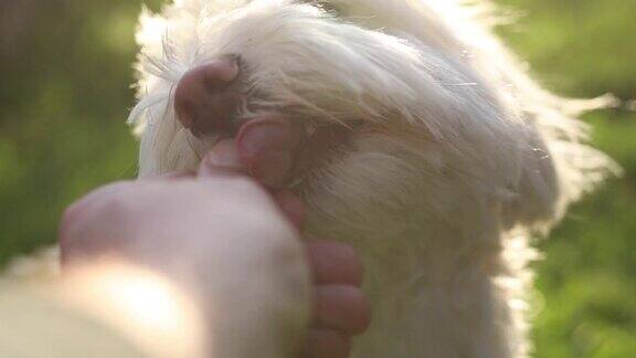 马耳他狗从一个小男孩的手里吃东西
