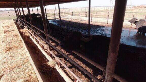 水牛在农场觅食
