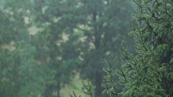 冷杉树枝在猛烈的大雨中
