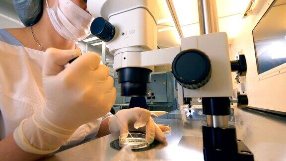 进行体外受精一位女科学家正在检查一份精子样本体外受精生态体外受精