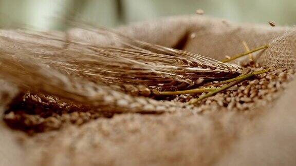 小麦穗落入小麦作物的麻袋