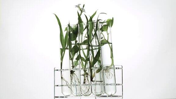 绿色新鲜植物在实验室玻璃试管中旋转