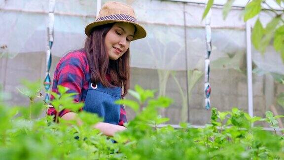 快乐的亚洲妇女农民在温室花园的有机农场里拿着一篮子新鲜蔬菜沙拉的肖像农业有机健康素食食品和小企业