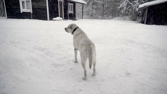 一场雨雪洒落在该地区的拉布拉多猎犬身上