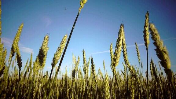 镜头随着成熟的麦穗在蓝天的背景下移动直到阳光灿烂的一天穿过田野