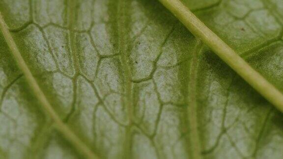 叶表面的细胞结构图显示植物细胞的教育树叶在微距拍摄背景带有纹理和图案的植物或树木的亮绿色叶子