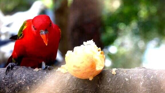 红色的鹦鹉和美丽的绿翅膀正在吃苹果当早餐