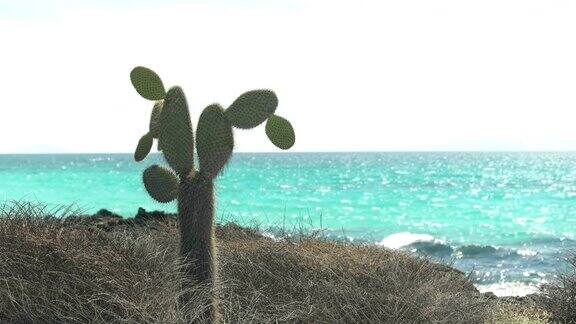 加拉帕戈斯群岛圣克鲁斯岛巴克斯海滩上的仙人掌
