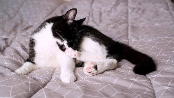 黑白家猫躺在床上用舌头洗爪子