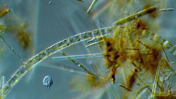 硅藻微生物