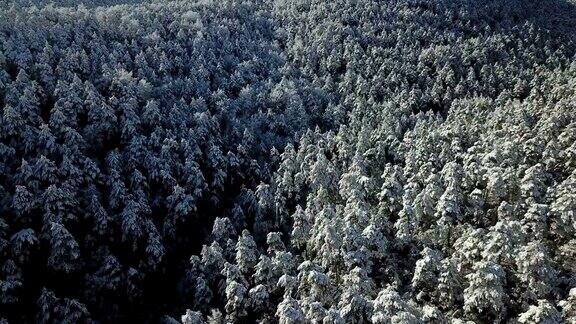冬天的风景有松树