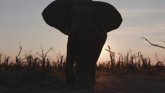 在镜头前的大象公牛剪影近景奥卡万戈三角洲博茨瓦纳