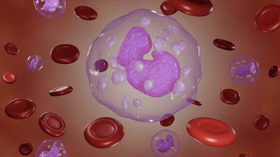 白细胞和红细胞漂浮在周围