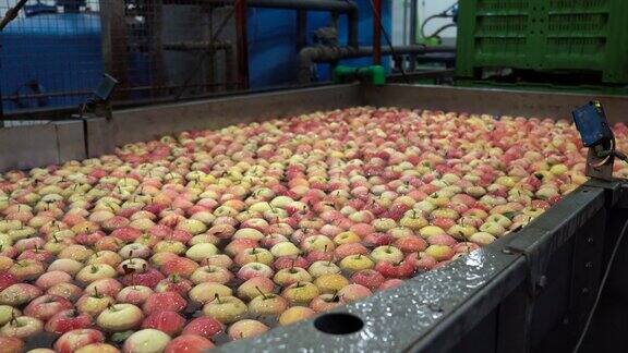 水果加工厂的鲜苹果在水箱输送机中清洗和运输
