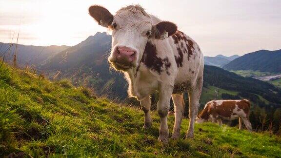 在高山景观中放牧奶牛