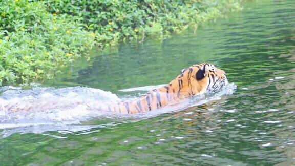 老虎游泳
