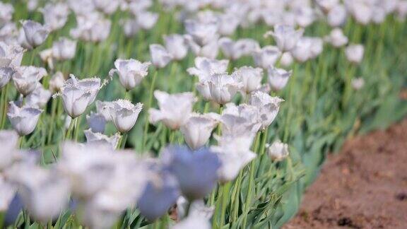 田野里的白色郁金香有选择性的重点