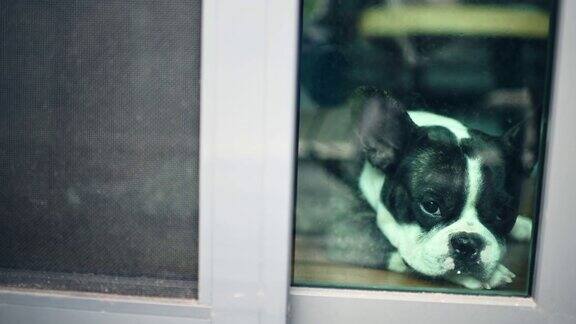 法国斗牛犬望着窗外悲伤的等待