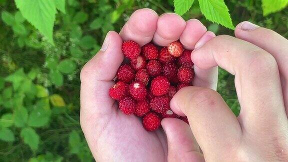 在野生森林中收获新鲜成熟的大红色草莓果实