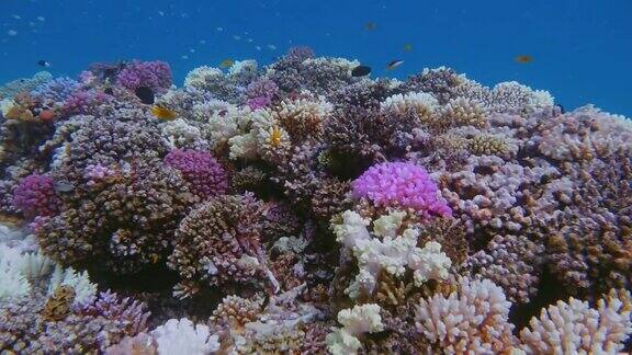 在美丽的珊瑚礁游泳在红海-马萨阿拉姆-埃及