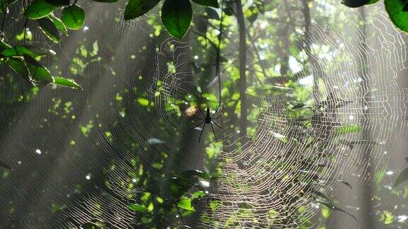 清晨的阳光和薄雾在热带雨林的蜘蛛网上