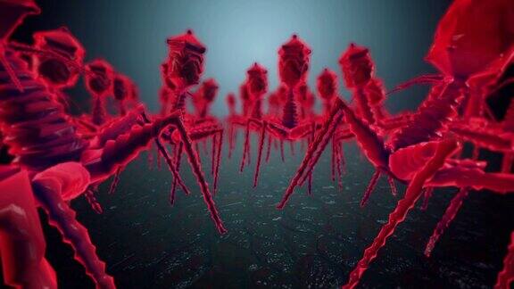 t4噬菌体病毒