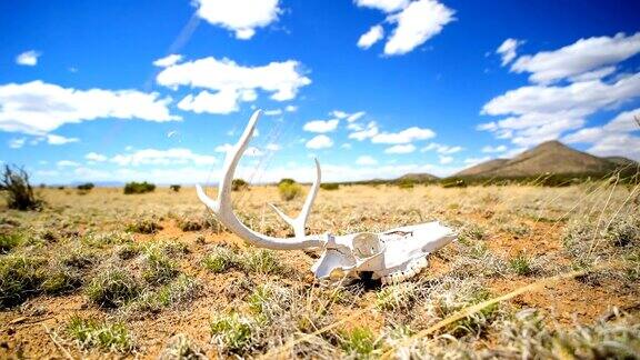 西部沙漠概念:鹿的头骨在地上