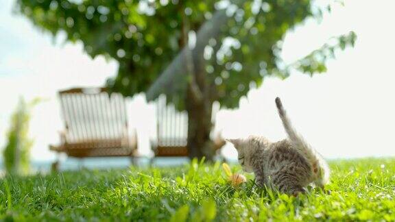 顽皮的小猫在阳光明媚的绿色草地上奔跑跳跃