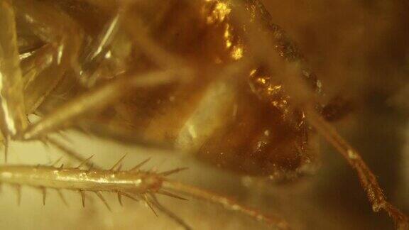 部分死德国蟑螂(腿)寄生霉菌高放大倍数的视频