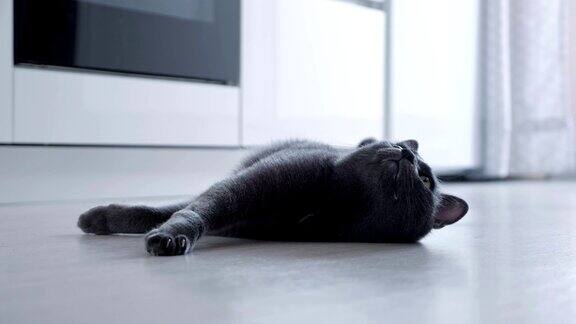 一只漂亮的灰猫躺在厨房的地板上