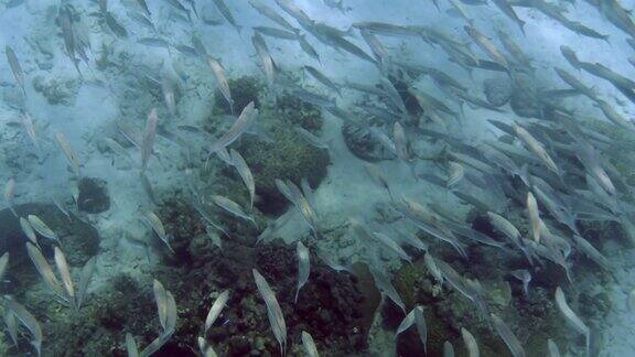 蓝海中的梭鱼鱼群