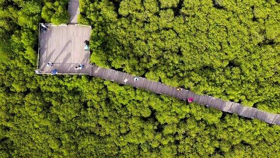 泰国罗永省普拉萨省东岸的红树林
