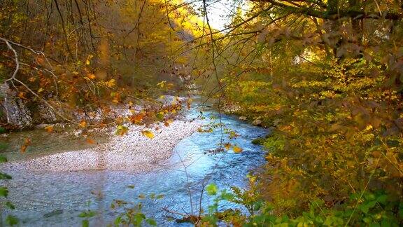 缓缓的莫清澈的河在森林