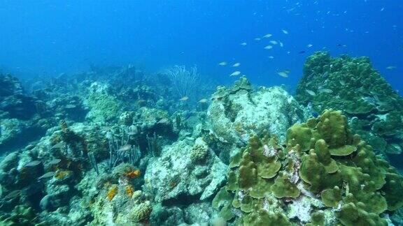 珊瑚礁海景在加勒比海库拉索附近的潜水地点瓦塔穆拉